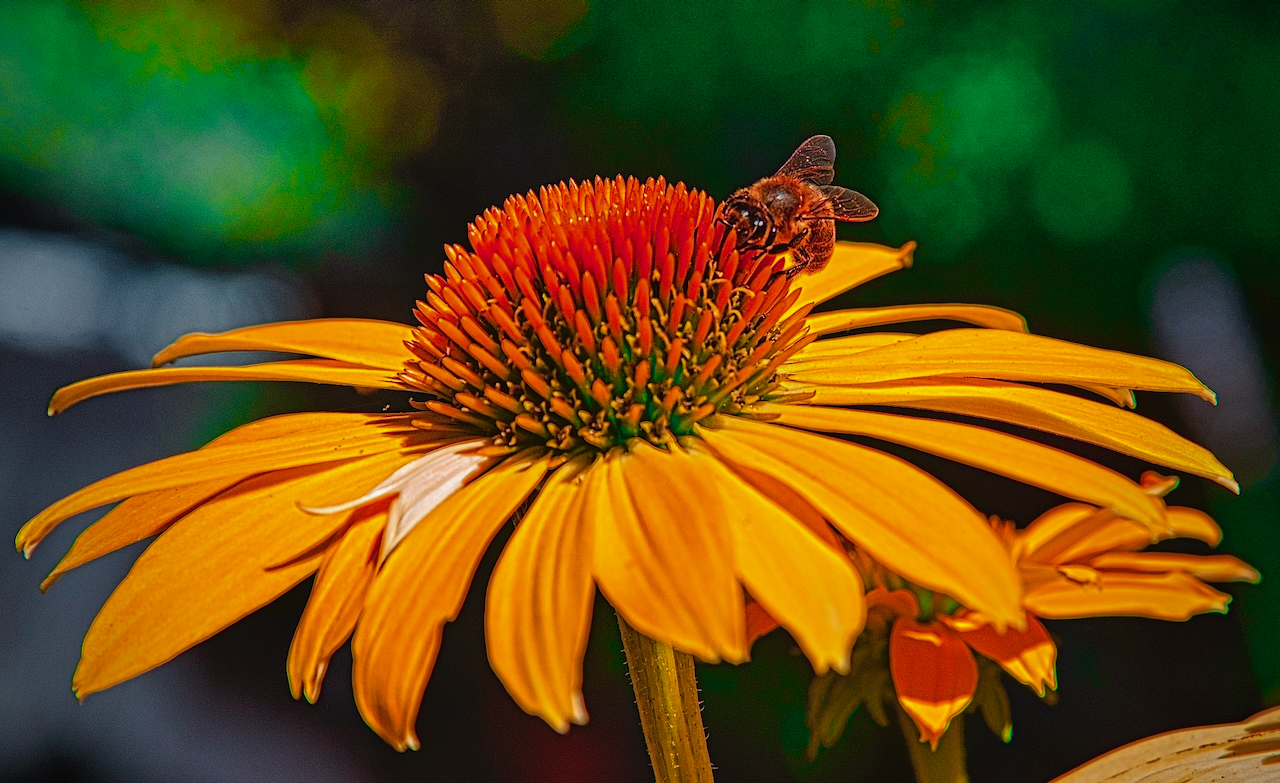 Attracting pollinators to your garden Westside Seattle